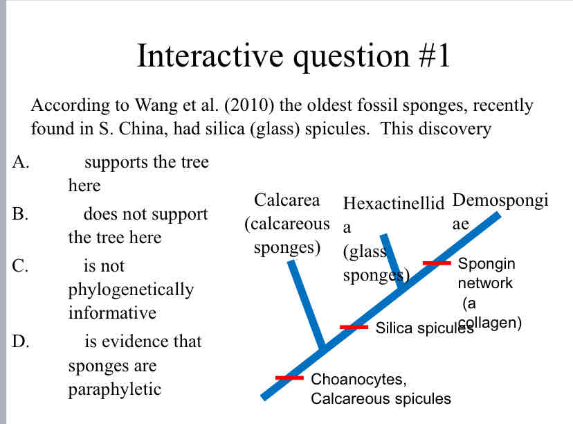 <p>Practice Question (Phylogenetic Trees) - According to Wang et al. (2010) the oldest fossil sponges, recently found in S. China, had silica (glass) spicules. &nbsp;This discovery</p>