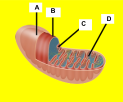 <p>Label the mitochondria.</p>