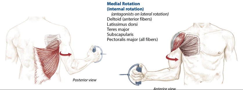 <p>Deltoid (anterior fibers), latissimus dorsi, teres major, subscapularis, pectoralis major</p>
