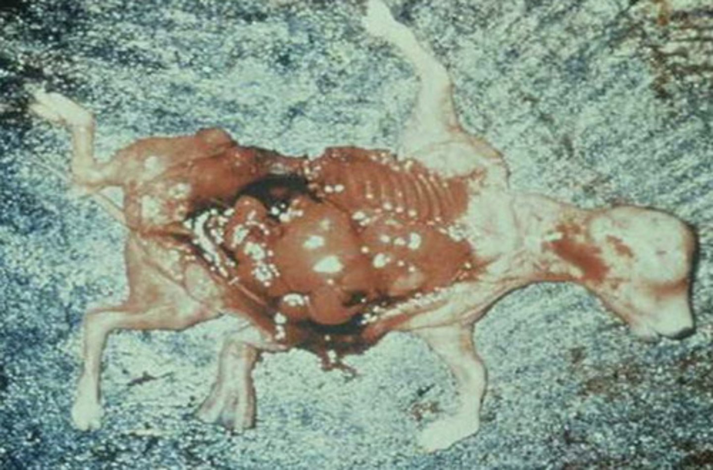 <p>talk about abortion from BHV1</p>