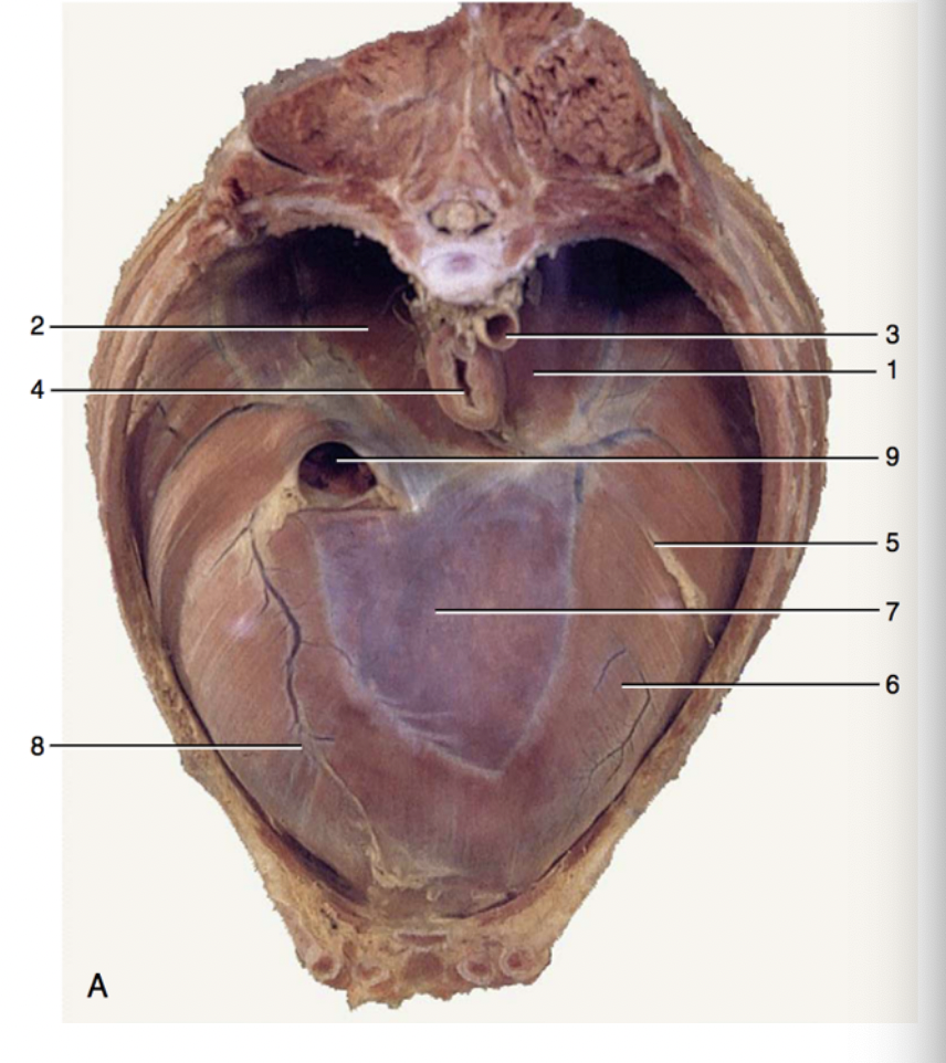 <p>3 - descending aorta passing through the aortic hiatus</p><p>4 - esophagus passing through the esophageal hiatus</p><p>9 - caudal vena cava passing through the caval foramen</p><p>7 - central tendon of the diaphram</p>