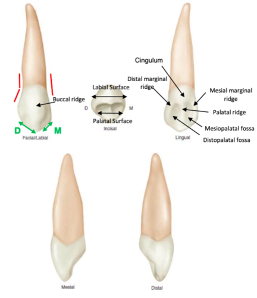 <p>- labially trapezoidal shape</p><p>- no incisal edge, have cusp instead (pyramidal projection)</p><p>- middle labial lobe creates linear elevation on labial surface bc its overdeveloped (labial ridge!)</p><p>- upper canine has longest root in all oral cavity teeth</p><p>- lingual ridge (similar to labial ridge)</p><p>- from cusp to cingulum, lingual ridge divides 1 fossa into two IN UPPER ONLY. BOTTOM ONLY HAS 1 LINGUAL FOSSA</p>