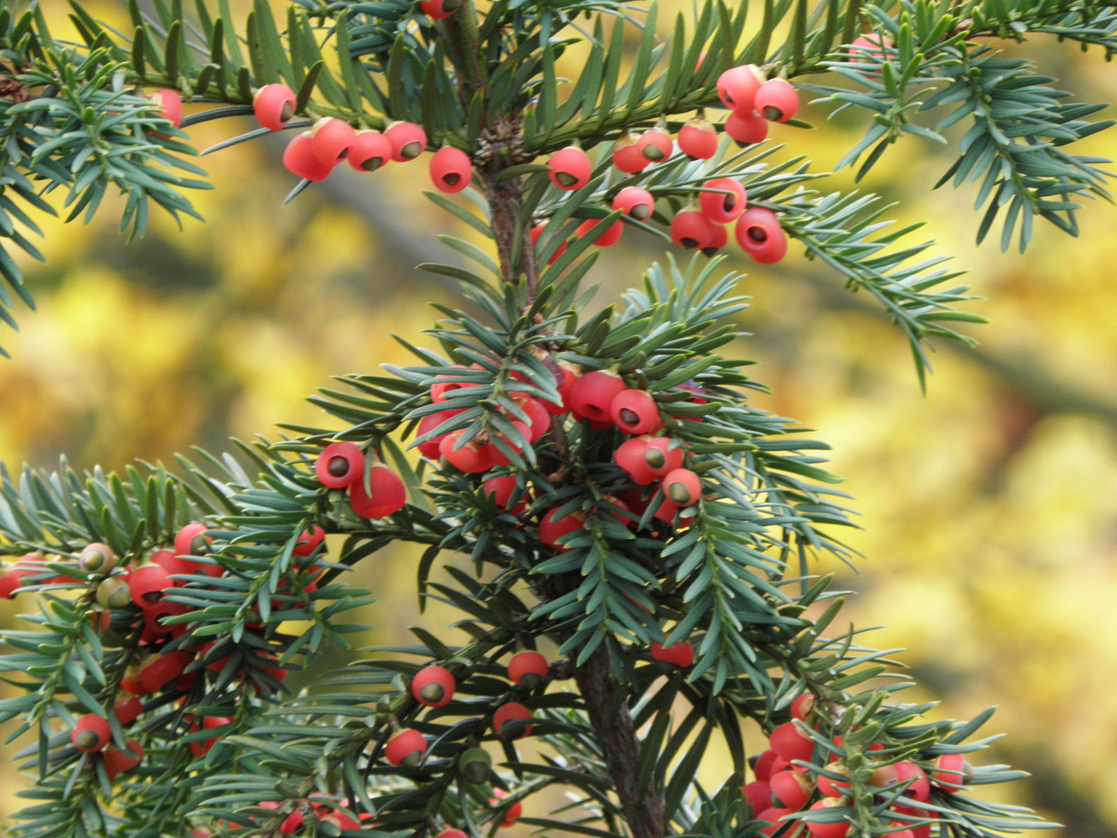 <p>Taxus baccata</p>