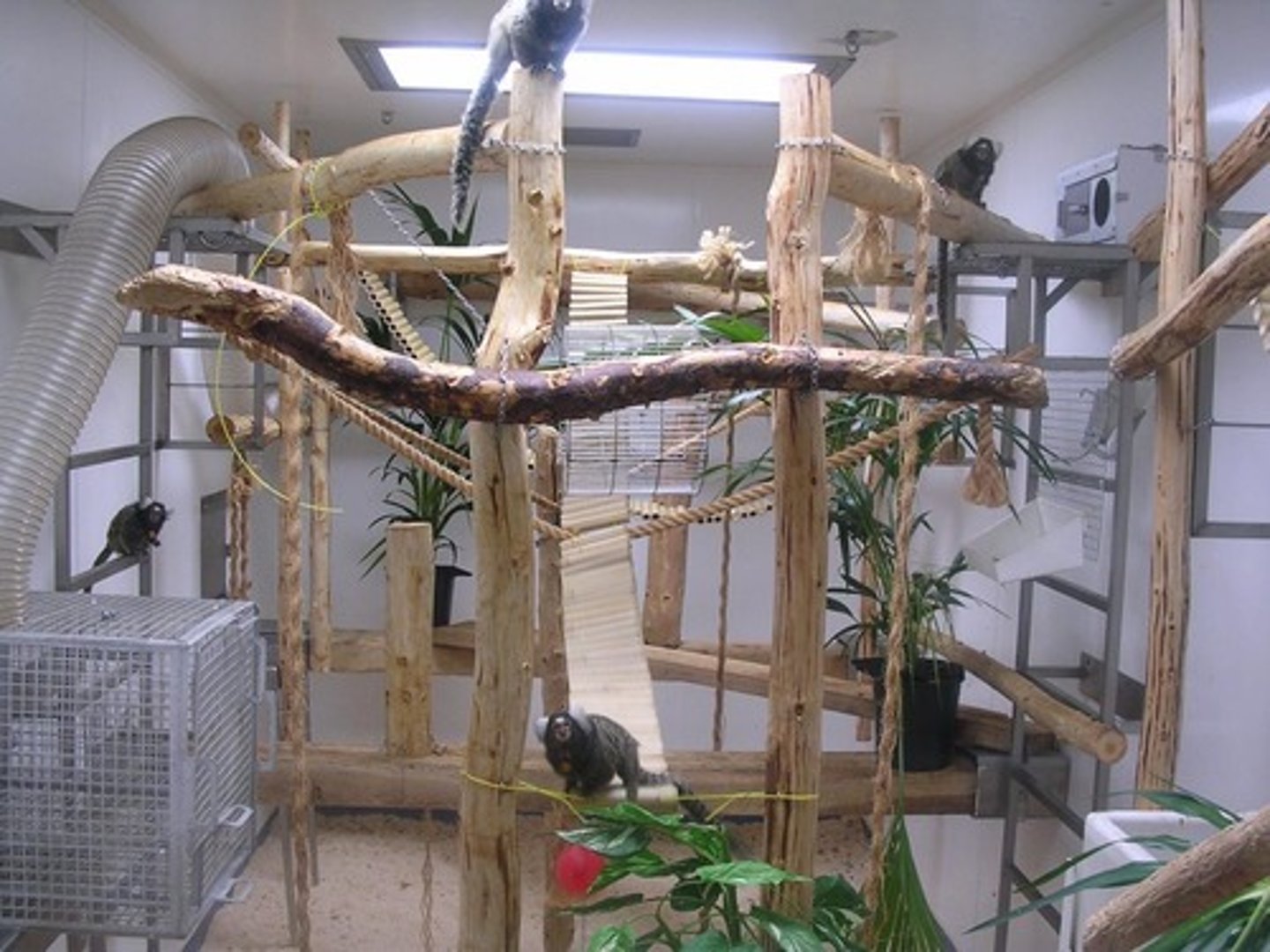 <p>Type of cage allows for group housing and has multiple food and water sites</p>