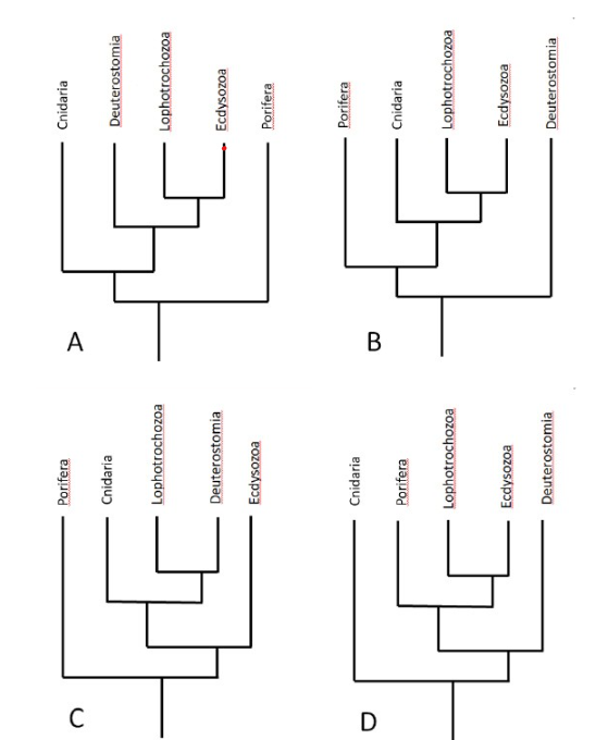 <p>Which of the following phylogenetic tree of animals is accurate?</p>