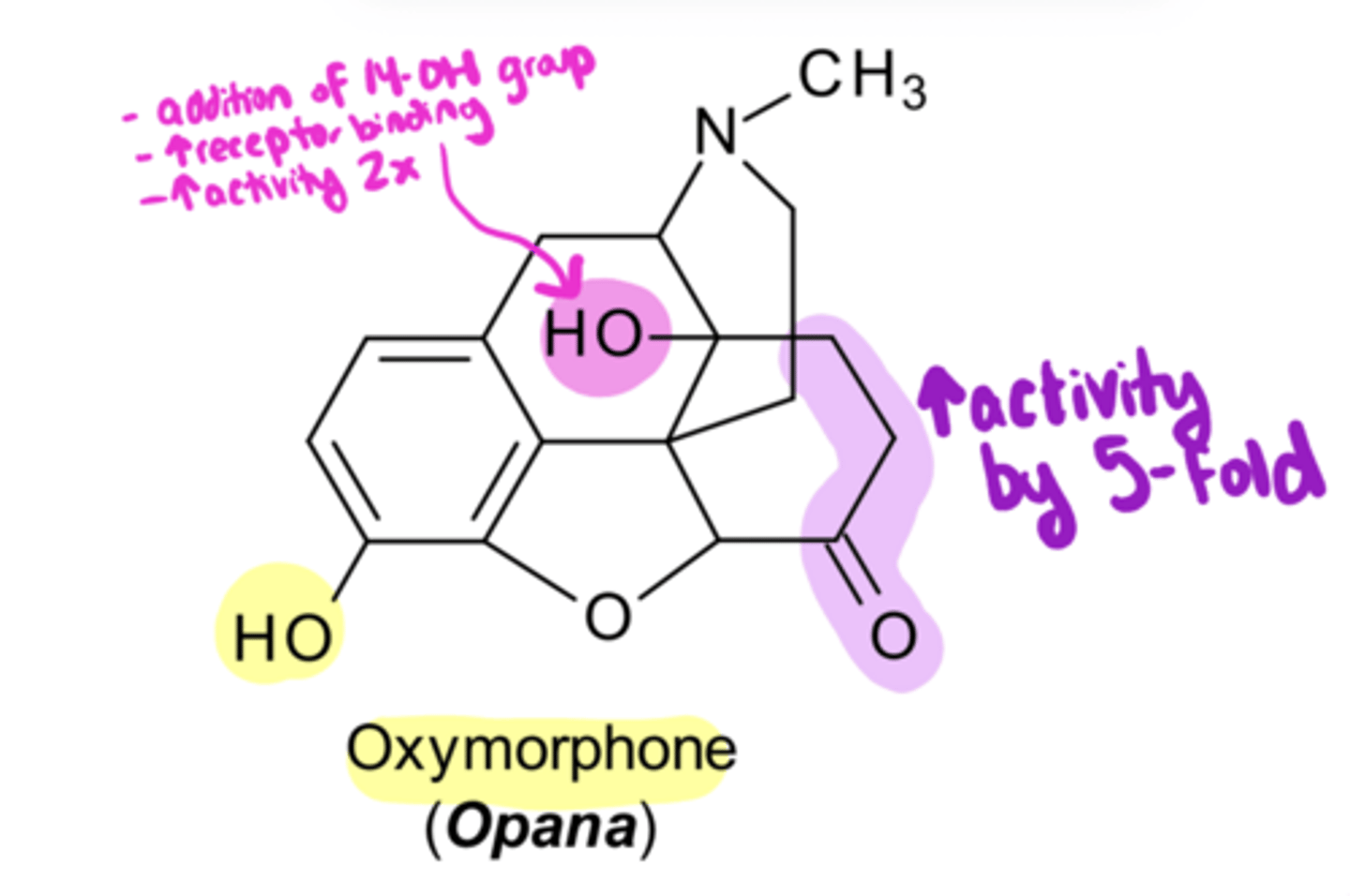 <p>Oxymorphone</p><p>-pharmacological effects are 10-fold ___ than oxycodone because of these 2 variations from morphine:</p><p>1) reduction of the Δ⁷ and oxidization the C6-OH to a ketone → increases activity</p><p>2) introduction of 14-OH → increases activity</p>