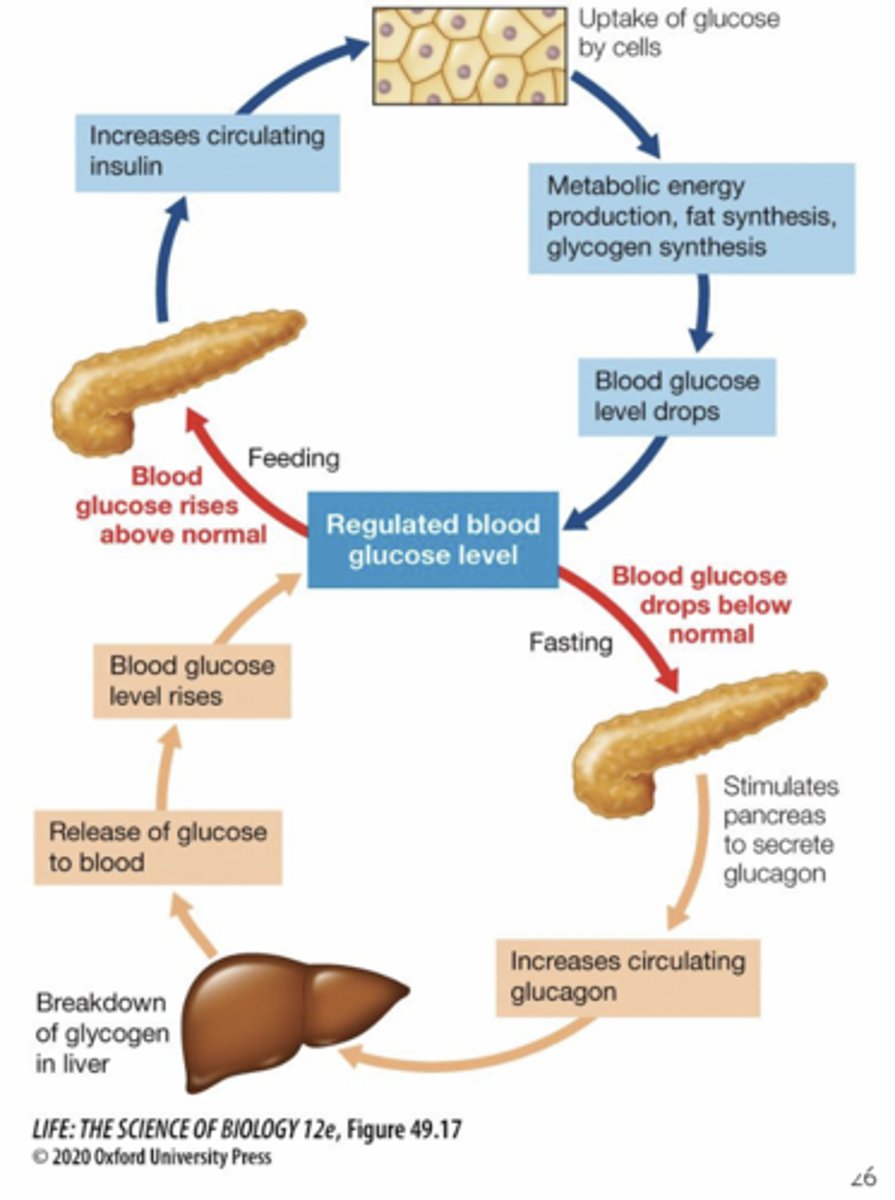 <p>- error signal: low glucose level</p><p>- stimulates pancreas to secrete glucagon</p><p>- increases circulating glucagon (info to effectors)</p><p>- breakdown of glycogen by liver</p><p>- release of glucose to blood</p><p>- blood glucose level rises</p><p>- back to setpoint: regulated blood glucose level</p>