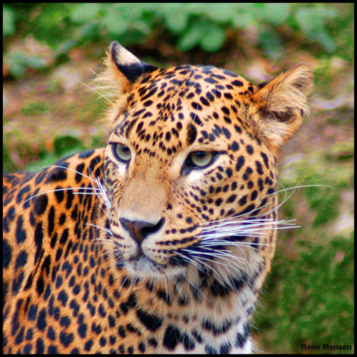 <p>jaguar (South America)</p>