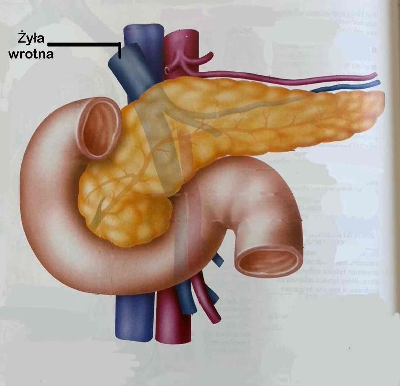 <p>Żyła wrotna (z opisem)</p>