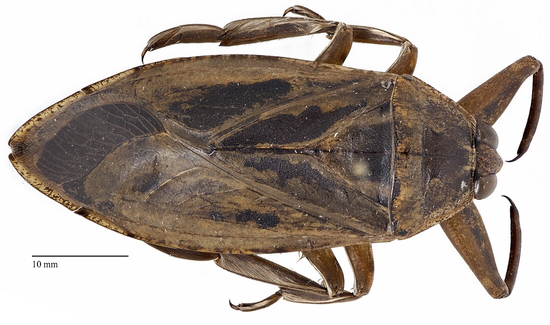 <p>Three pairs of legs that look segmented and are bigger than the previous water bugs. The pair closest to their head kind of looks like antennae. All legs have little scoops for swimming. Bigger than other water bugs. Class Insecta, Order Hemiptera, called giant water bugs.</p>