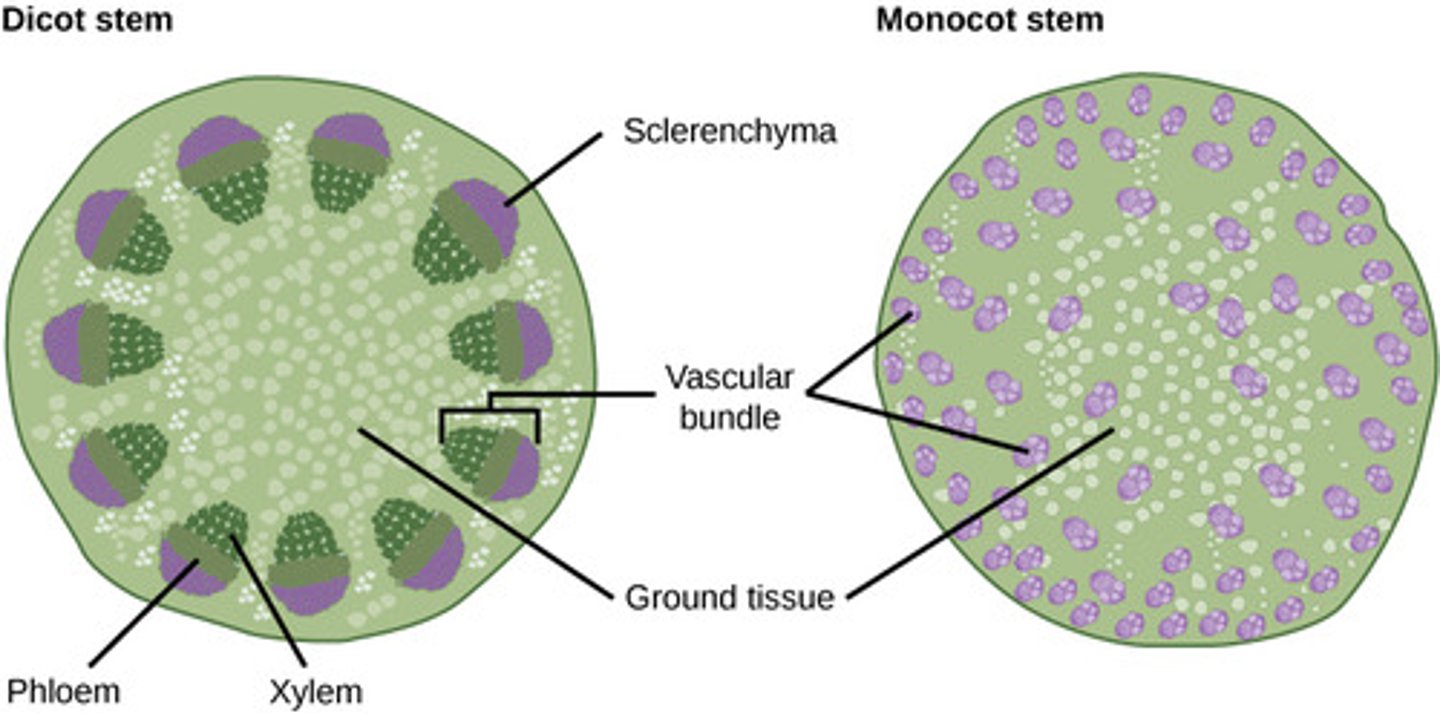 <p>vascular bundles</p>