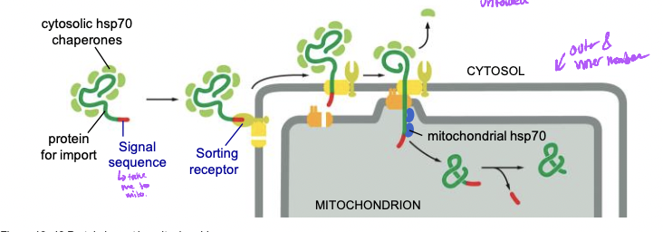 * Post translational and unfolded
* have own genomes and ribosomes 
  * most proteins for these are nuclear encoded still
  * translated in cytosol and targeted by signal sequence for import 
  * proteins are unfolded for import by hsp70 chaperone proteins
    * helo other proteins fold and stay folded or unfoled