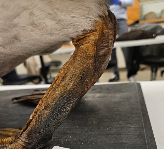 <p>visible layer of skin is cut up into small irregular plates</p>