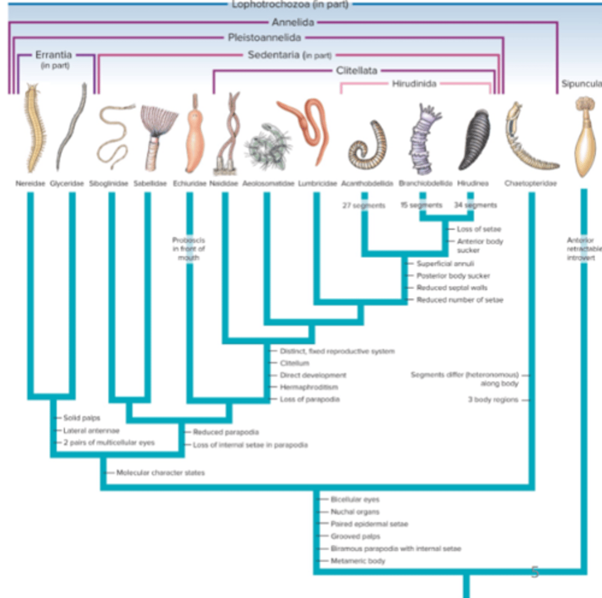<p>what are the two major clades in Annelida</p>