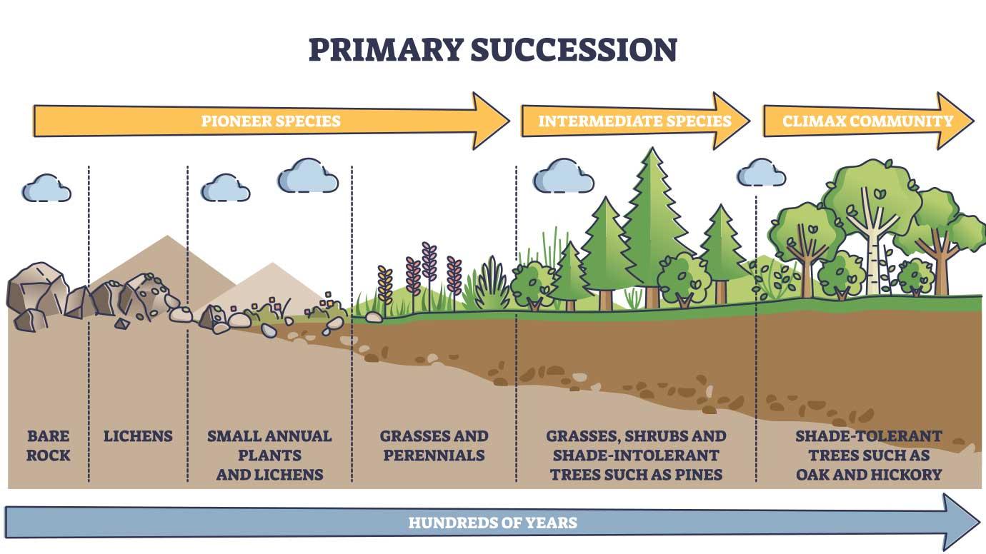 <p>Primary succession</p>