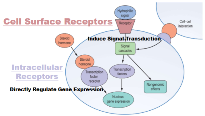 <ul><li><p>Cell Surface Receptor: anchored in plasma membrane of cell</p><ul><li><p>signal transduction: transfe of info. </p></li><li><p>signalling molecule never makes it inside of cell only goes on surface</p></li></ul></li><li><p>Intracellular :signal inside of cell (may in in cytocal )</p><ul><li><p>signal has to find receptor to pass on info.</p></li><li><p>almost always control gene expression</p></li></ul></li></ul><p></p>