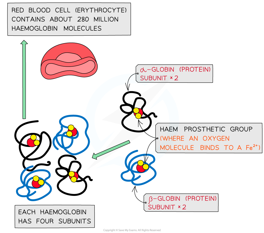 <p>Contain a non-protein prosthetic group (may be lipid → lipoprotein, carbohydrate → glycoprotein, metal ions or vitamin-derived groups).</p><p>Red oxygen-carrier in RBCs. Quaternary protein of 4 polypeptide subunits (2α + 2β), each with a haem prosthetic group containing Fe²⁺. Iron binds O₂ reversibly, enabling pick-up in lungs and release in tissues.</p><p></p>
