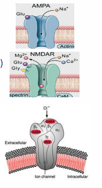 <p>Neurotransmitter functions: GABA and Glutamate</p>