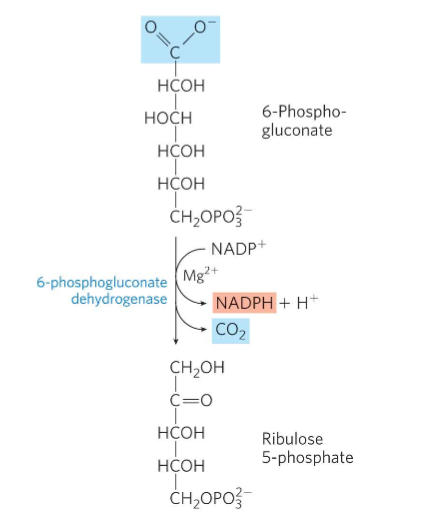 <p>What is Oxidative step 3?</p>