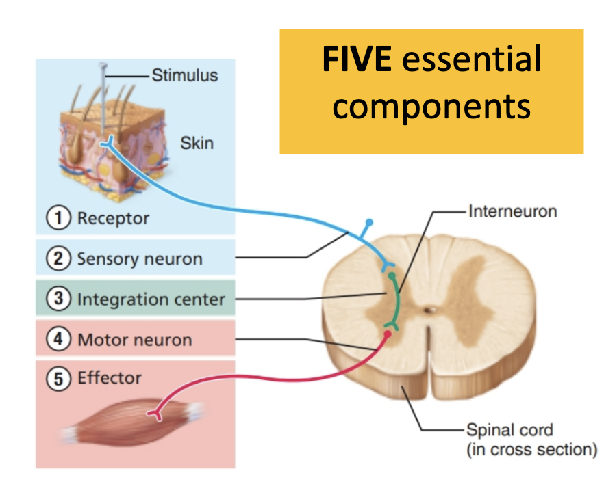 <ul><li><p><strong>Types:</strong></p><ul><li><p><strong>Inborn (intrinsic):</strong> Unlearned, involuntary (knee-jerk)</p></li><li><p><strong>Learned (acquired):</strong> Practice → automatic (riding bike)</p></li></ul></li><li><p><strong>Properties:</strong> Quick, involuntary, stereotyped, requires stimulation</p></li></ul><p></p>