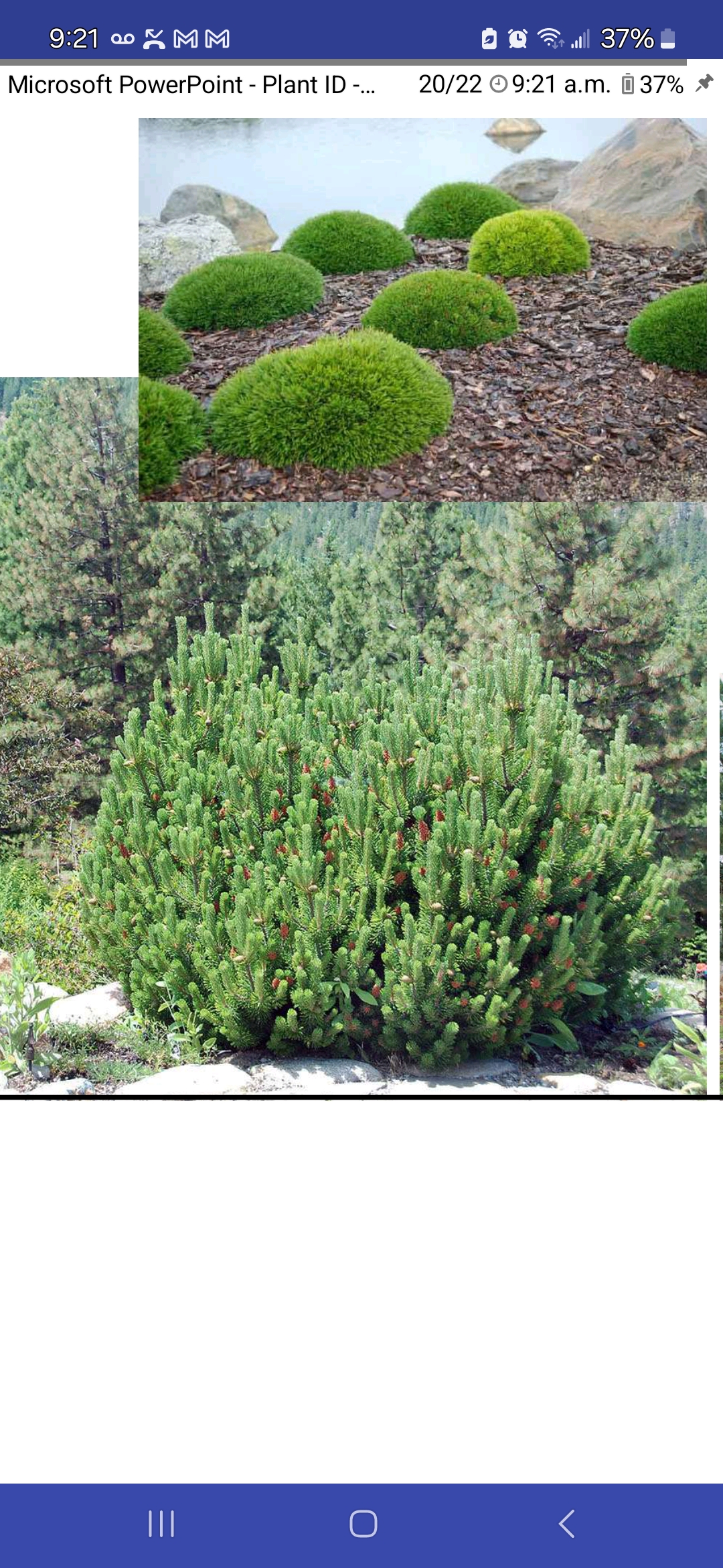 <p>Pinus mugo, Pinaceae</p>