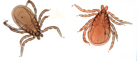 <p>Name protozoal diseases that ticks carry</p>