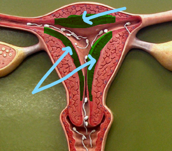 <p>Identify what the highlight/pointed to portion of the model is called.</p>