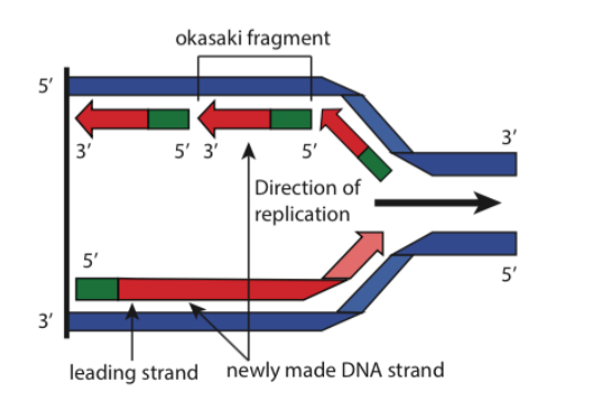 <p>Newly synthesized DNA is illustrated in the Figure. The Okazaki fragments have not yet been processed. Which of the Okazaki fragments was synthesized first?</p>