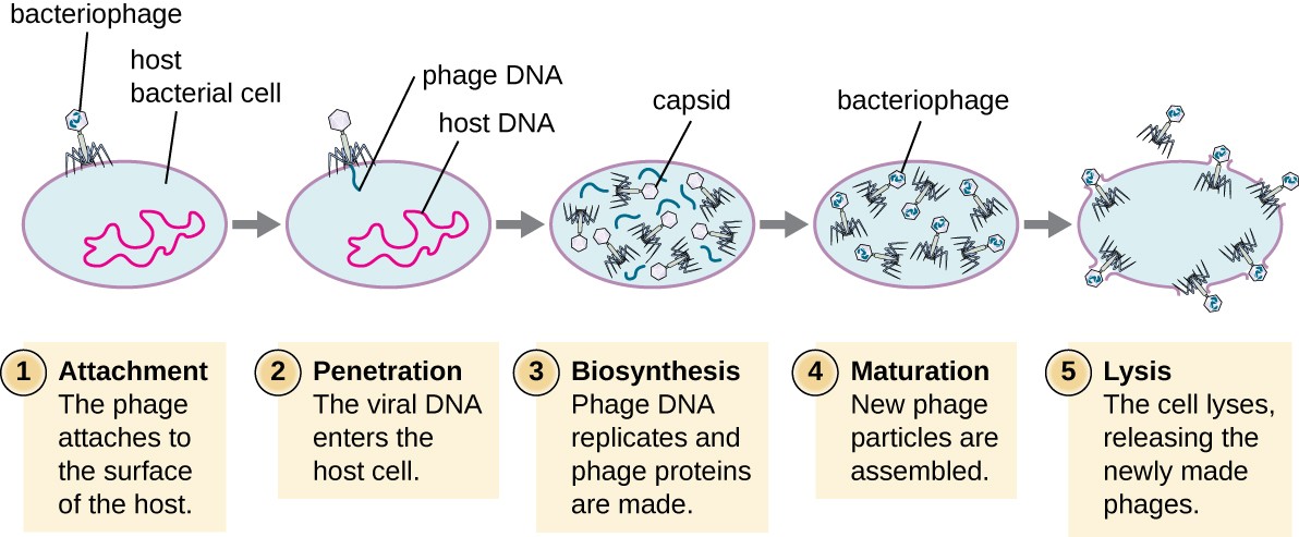 <ul><li><p>5 Steps</p><ul><li><p>1.) <strong>Attachment</strong> (Locate and Stick)</p><ul><li><p>Attraction between phage “tail fibers” and proteins on the bacterium</p></li></ul></li><li><p>2.) <strong>Entry</strong> (Getting in)</p><ul><li><p>Tail <u>releases</u> enzyme, phage lysozyme breaks down cell wall. The tail contracts and the core is driven through the cell wall and membrane into the host like a needle. Viral enzymes + DNA pass through the tail core into host. Capsid remains outside the bacterial cell.</p></li></ul></li><li><p>3.) <strong>Synthesis</strong> (Making pieces)</p><ul><li><p>Phage genetic info takes over machinery of bacteria cell by turning off synthesis of bacterial components and redirecting the bacterial synthetic system to make<u> phage components</u></p></li></ul></li><li><p>4.) <strong>Assembly</strong> (Putting it together)</p><ul><li><p>Maturation - Cell is full of viral components, spontaneous assembly of capsids and nucleic acid to make viral particles</p></li></ul></li><li><p>5.) <strong>Lysis</strong> (Getting out)</p><ul><li><p>Destruction of cell wall and membrane by lysozyme. Virus released. Bacterium destroyed, lysed or eaten.</p></li></ul></li></ul></li></ul><p></p>