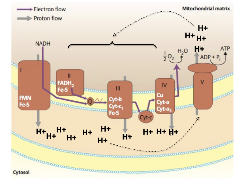 <ul><li><p>cyanide = complex IV inhibitor → blocks electron transfer to oxygen which halts electron flow, H+ pumping, ATP production</p></li></ul><p></p>