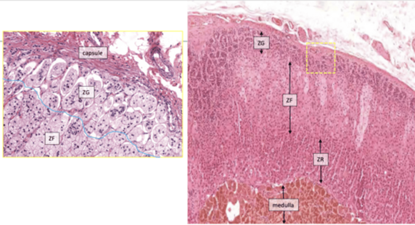 <p>zona glomerulosa of adrenal cortex:</p>
