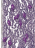 <p>what tissue is this </p>