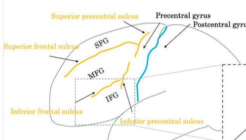 <p>IFG</p><p>MFG</p><p>SFG</p>