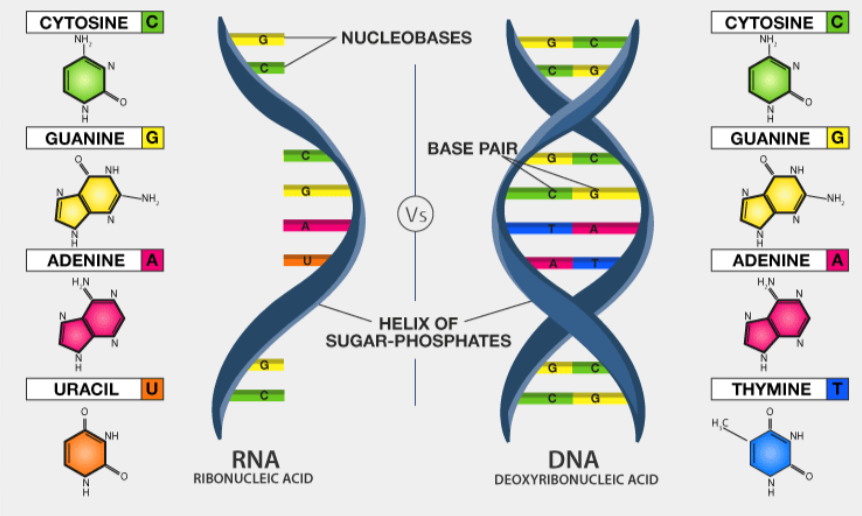 <p>RNA:</p><p>ribonucleic acid</p><p>single stranded </p><p>ribose</p><p>A=U</p><p>C=G</p><p>DNA: </p><p>deoxyribonucleic acid</p><p>double stranded</p><p>deoxyribose</p><p>A=T</p><p>C=G</p>