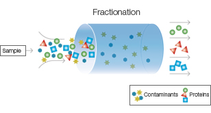 cell fractionation