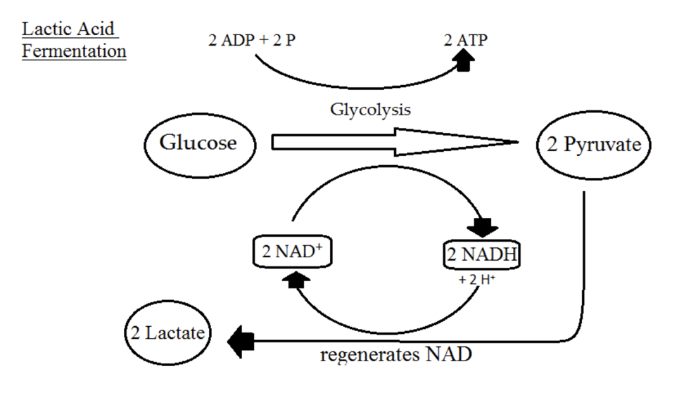 Lactic Acid Fermentation