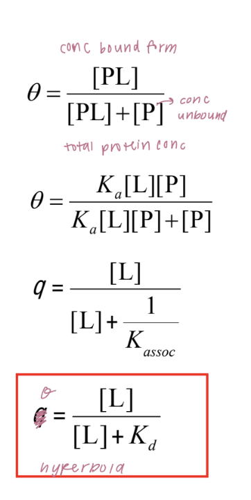 <p><strong>θ (theta)</strong> represents the <strong>fraction of binding sites</strong> on the protein (P) that are occupied by the ligand (L): </p><p>The relationship between θ and ligand concentration follows a <strong>hyperbolic</strong> curve: as ligand concentration increases, θ approaches 1 (full saturation).</p><p><strong>dissociation constant</strong> kd: represents the ligand concentration where 50% of the binding sites are occupied and is a measure of how tightly the ligand binds to the protein.</p><p></p>