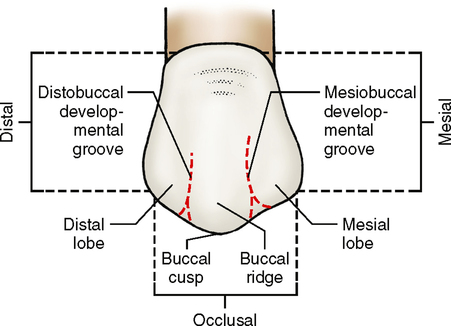 <p>3 facial lobes and 1 lingual lobe</p><ul><li><p>3 labial lobes form one high buccal cusp </p></li><li><p>lingual lobe develops into a large lingual cusp </p></li></ul><p></p>