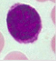 <p>Identify leukocyte</p>