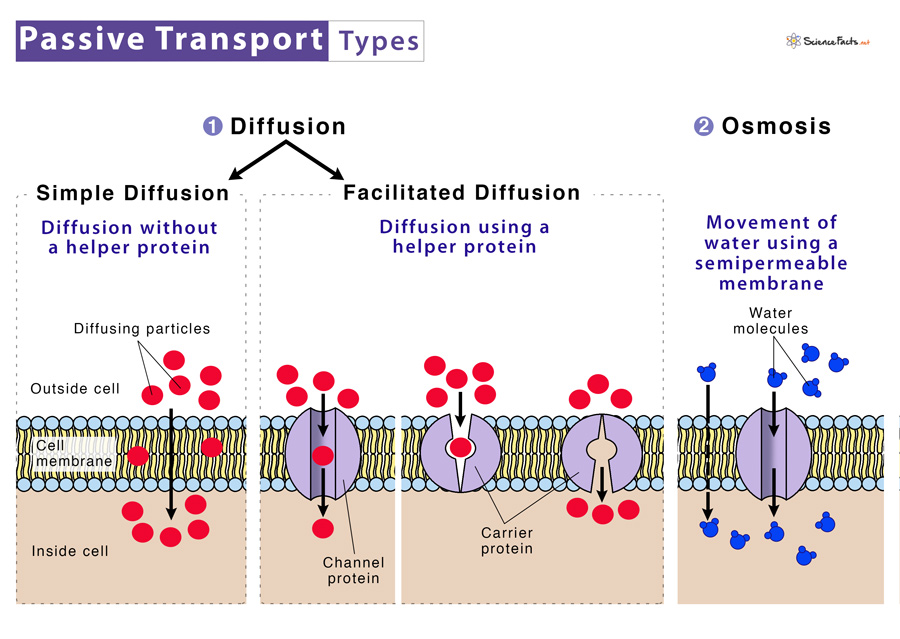 <p>across a membrane with no ATP</p><ul><li><p>concentration gradient provides energy</p></li><li><p>down concentration gradient</p></li></ul>