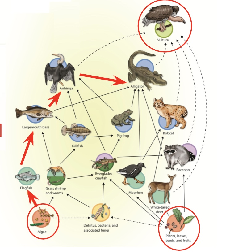 <p><span>a network of feeding interactions representing a community of organisms.</span></p>