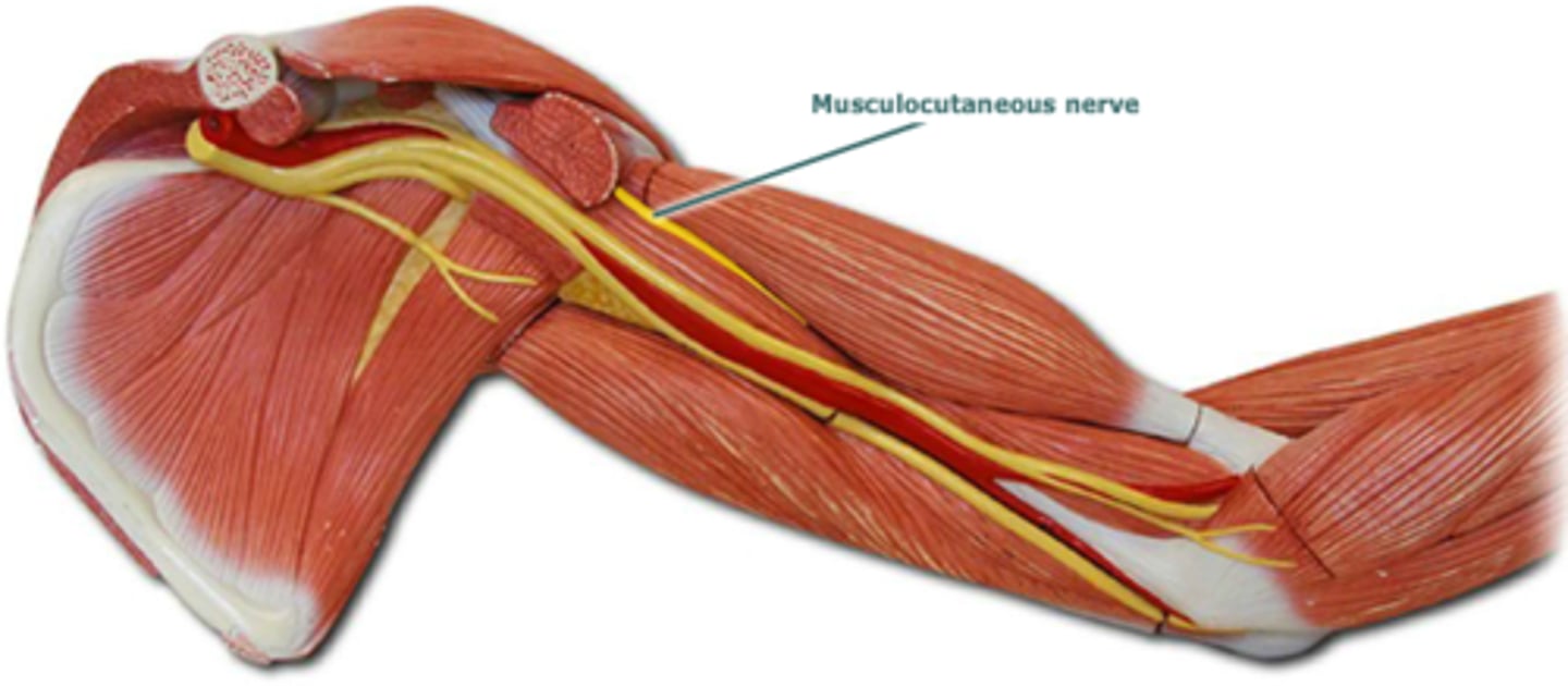 <p>Serves forearm flexors and lateral forearm skin.</p>