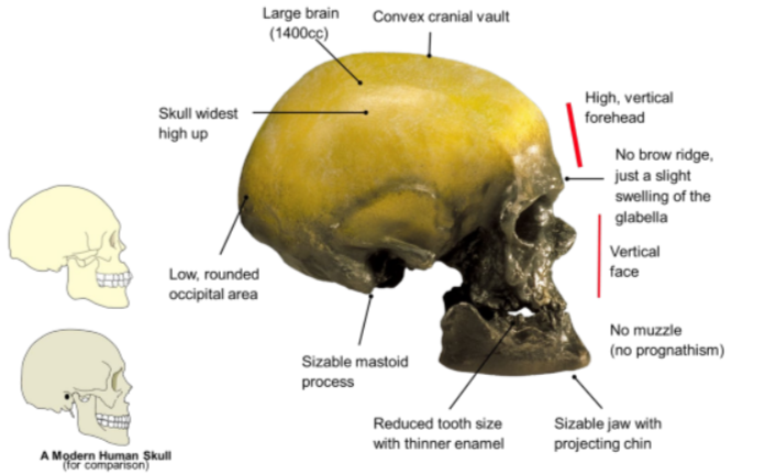 <ul><li><p>Homo sapiens evolved in Africa - better suited for a hot climate</p></li><li><p>Moved into Europe approximately 90,000 ya</p></li><li><p>Brain is around 1400cc with a high frontal lobe/forehead</p></li><li><p>Complex tools, agriculture, music, art, abstract concepts</p></li><li><p>The first anatomically modern humans appear possibly as early as 300,000 years ago in Africa and the Middle East.</p></li><li><p>Underwent a sudden cultural revolution about 40 000 years ago, with the appearance of Cro-Magnon culture.</p></li><li><p>Using a wider range of materials, their tools kits became markedly more sophisticated.</p></li><li><p>They were skilled hunters, tool-makers and artists (cave art and music).</p></li></ul>