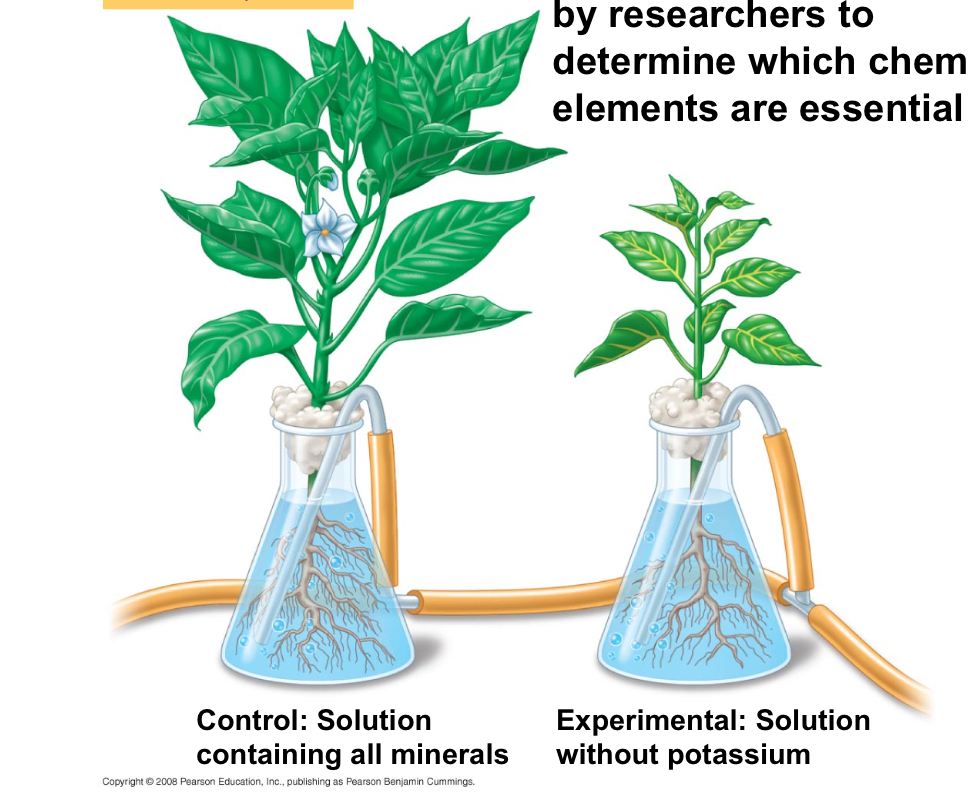 <p>Hydroponic culture</p>