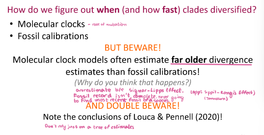 <p><span style="color: #000000">How do we figure out when (and how fast) clades diversified?</span><span style="color: #000000"><br></span><span style="color: #000000">• Molecular clocks</span><span style="color: #000000"><br></span><span style="color: #000000">• Fossil calibrations</span><span style="color: #000000"><br></span><span style="color: #000000">BUT BEWARE!</span><span style="color: #000000"><br></span><span style="color: #000000">Molecular clock models often estimate far older divergence estimates than fossil calibrations!</span></p>