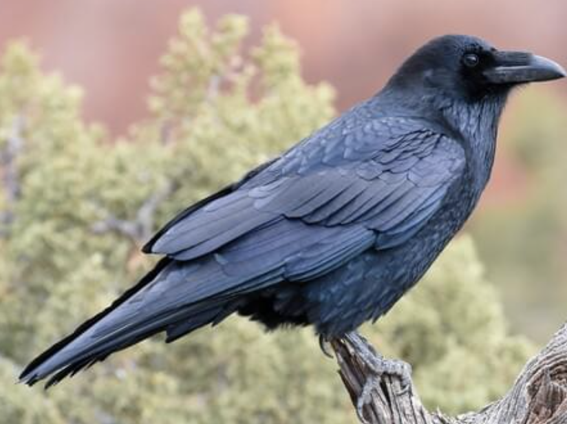 <p>Large, glossy-black bird with wedge-shaped tail. Larger than a crow with longer, thicker bill.</p>