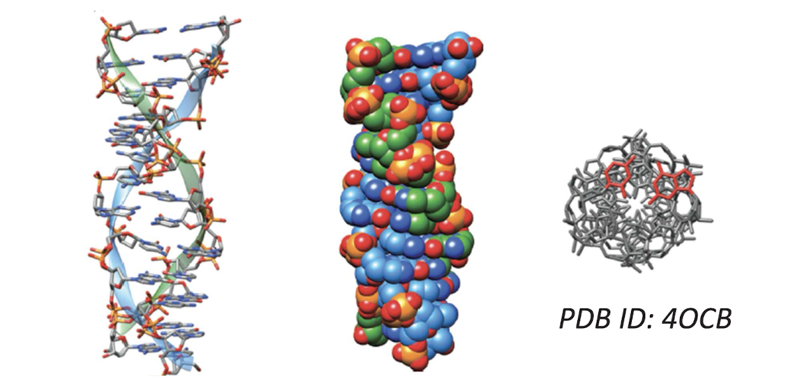 <ul><li><p>Left-handed helical axis through base pairs</p></li><li><p>Base pairs nearly perpendicular to axis&nbsp;</p></li><li><p>Narrow helix with deep minor groove&nbsp;</p></li><li><p>Favored by altering purine-pyrimidine sequences with purines in<em> syn</em> conformation&nbsp;</p></li></ul><p></p>
