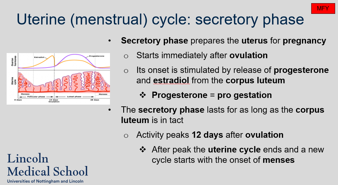<ol><li><p>The purpose of the secretory phase is to prepare the uterus for pregnancy.</p></li><li><p>The secretory phase starts immediately after ovulation.</p></li><li><p>The onset of the secretory phase is stimulated by the release of progesterone and estradiol from the corpus luteum.</p></li><li><p>Progesterone is known as &quot;pro-gestation&quot; and plays a key role in preparing the uterus for pregnancy during the secretory phase.</p></li><li><p>The secretory phase lasts for as long as the corpus luteum is intact.</p></li><li><p>The activity of the secretory phase peaks 12 days after ovulation.</p></li><li><p>After the peak of the secretory phase, the uterine cycle ends and a new cycle starts with the onset of menses.</p></li></ol>