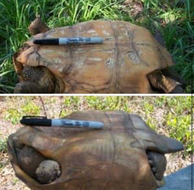 <p>Testudinae</p><p><em>Gopherus sp.</em>, Gopher Tortoises</p><p>Males have a concave plastron, females have a flat plastron</p>