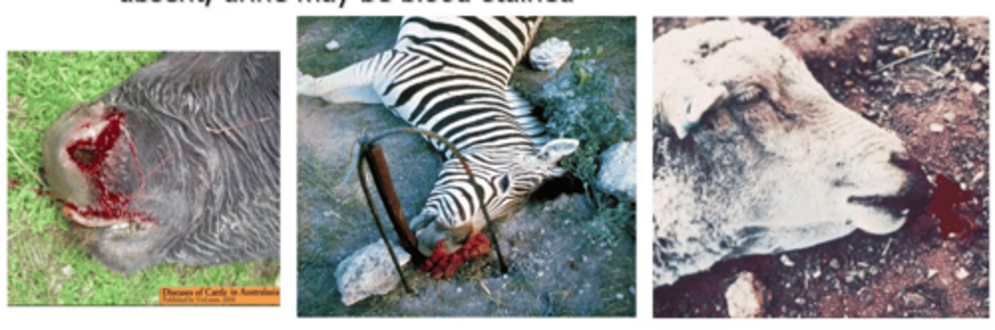 <p>1. Bacillus anthracis</p><p>2. Highly contagious Resp + alimentary form cause high mortalities, cutaneous form through abraded skin most common but mild</p><p>3. Survive in soil for years. Infection occurs through ingestion or wounds → enter the body, germinate and multiply → toxins prevent blood from clotting and cause extensive damage to blood vessels → Sudden death</p><p>4. 4-7 day incubation, Rapid decomposition, bloody discharge from orifices, Rigor mortis absent</p><p>5. DON'T PM</p><p>6. ICT rapid field test, air dried blood smear, culture</p><p>7. None</p><p>8. Vaccination (Lasts 6-10 months)</p>